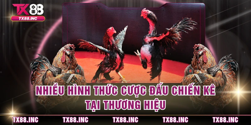 Nhiều hình thức cược đấu chiến kê tại thương hiệu